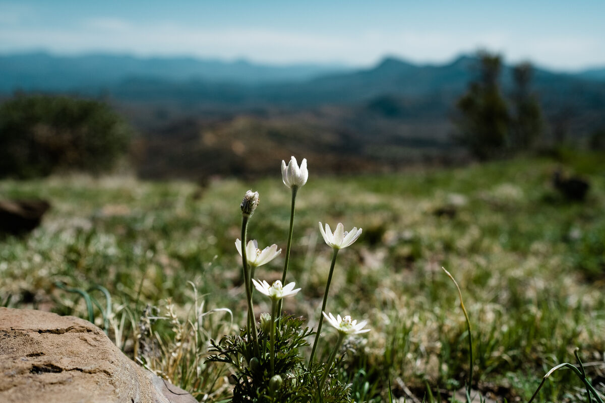 Flowers in Tonto National Forest